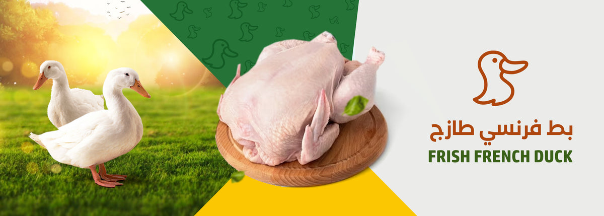 دواجن